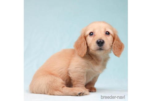 成約済の東京都のミニチュアダックスフンド(ロングヘアード)-194446の4枚目